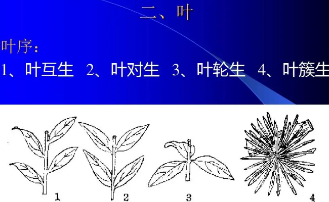 桃的叶序类型是什么