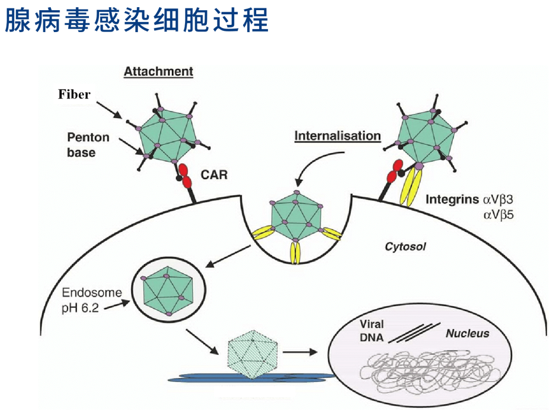 腺病毒|高效基因载体工具