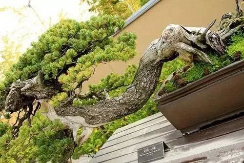 极品日本盆景,每盆价值过亿!但你觉得值吗?