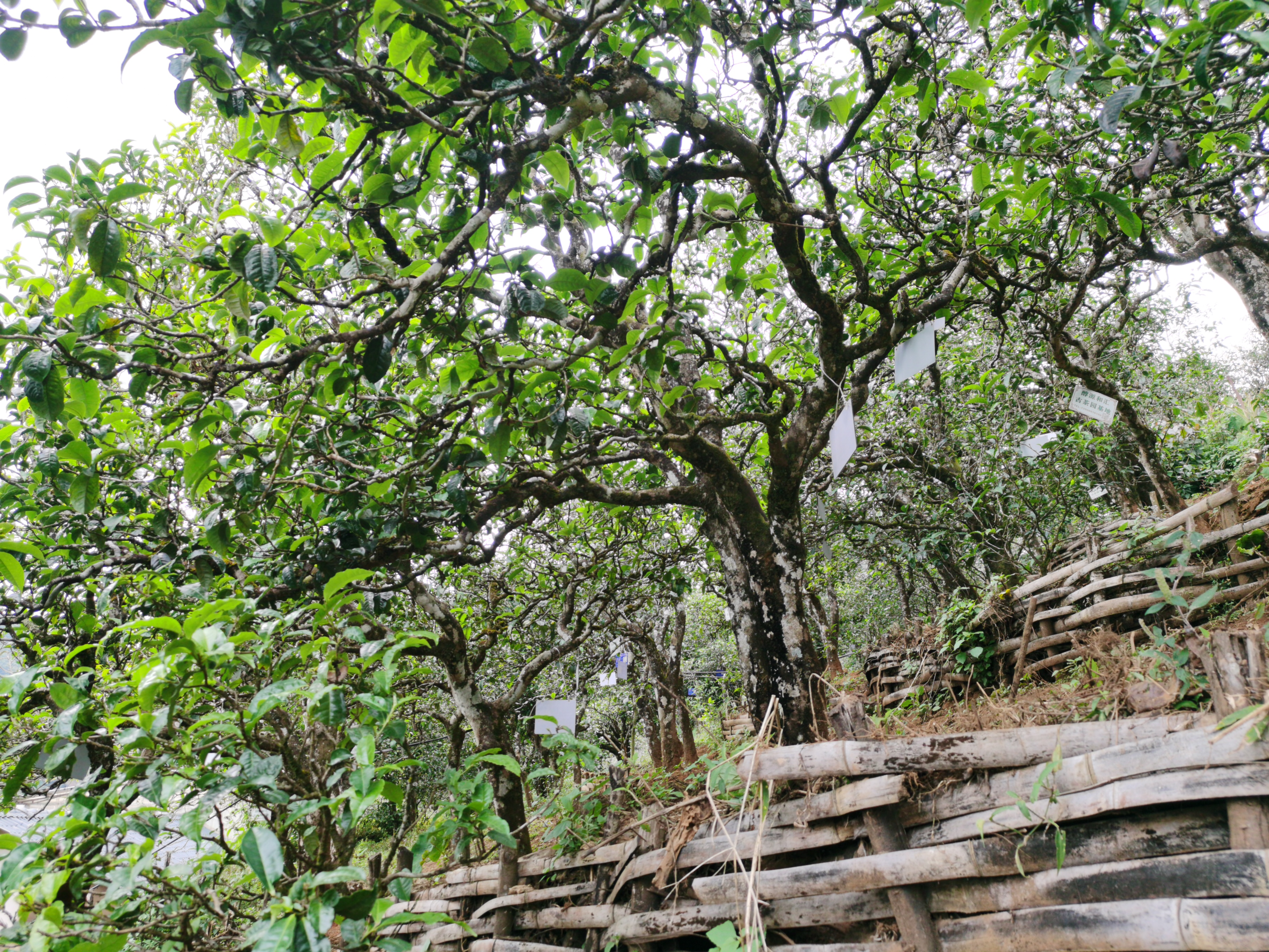 百年普洱茶树图片图片