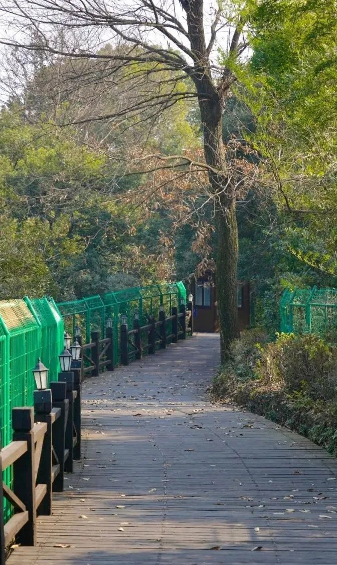 2023來樹山村,樹山旅行團建