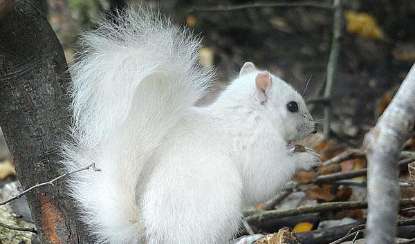 陕西发现一只纯白色梅花鹿,白色有什么影响吗?小鹿:我梅花呢?