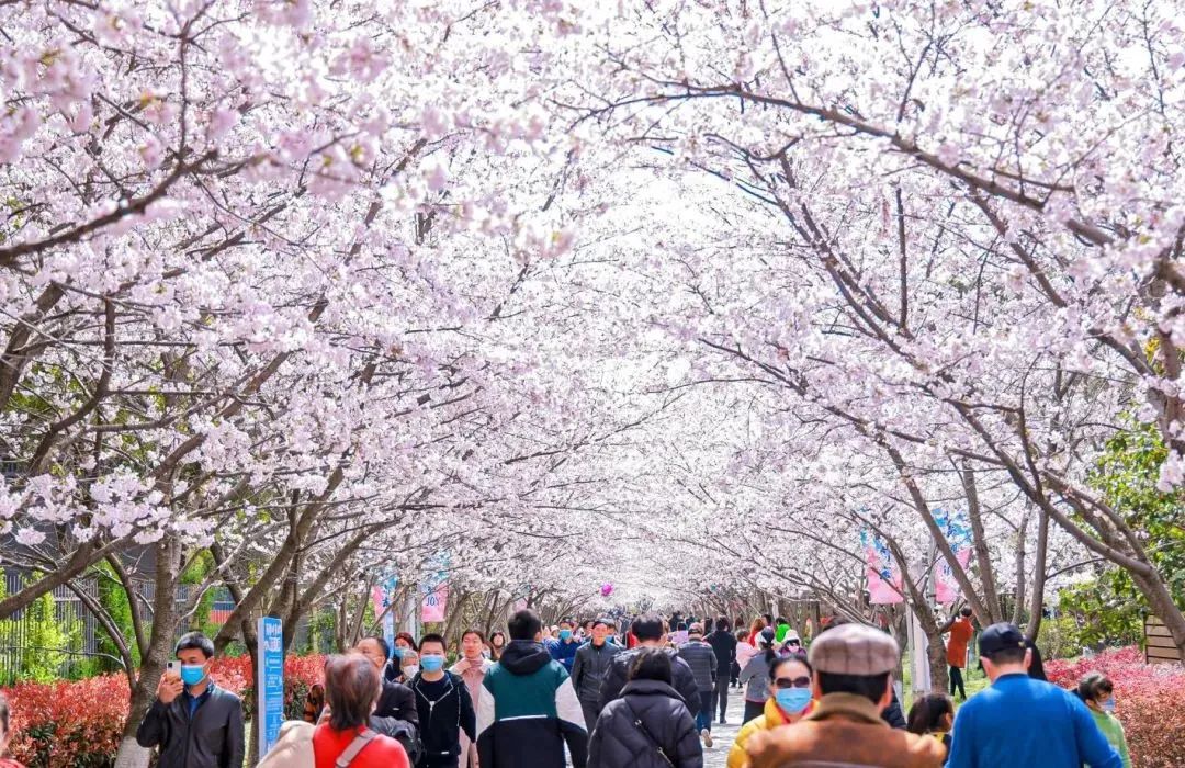 高东樱花节周浦花海鲜花港郁金香展本周文旅生活指南来啦