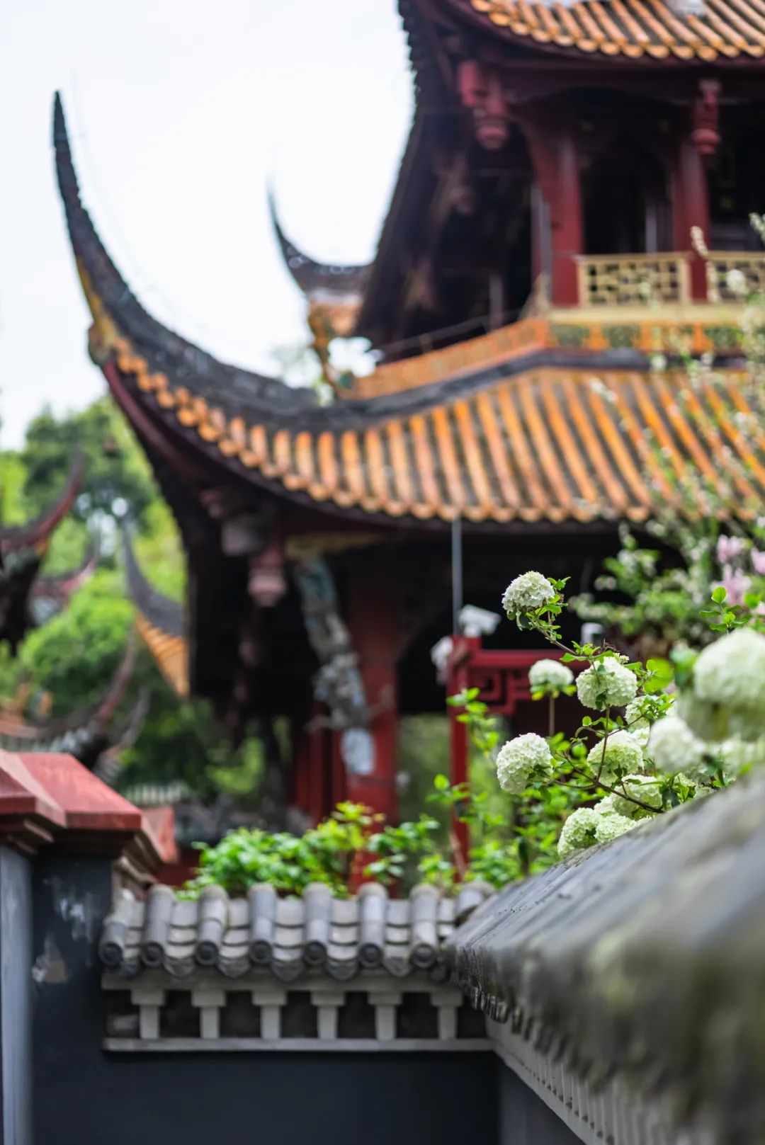 太仙了成都这些地方的木绣球开好啦