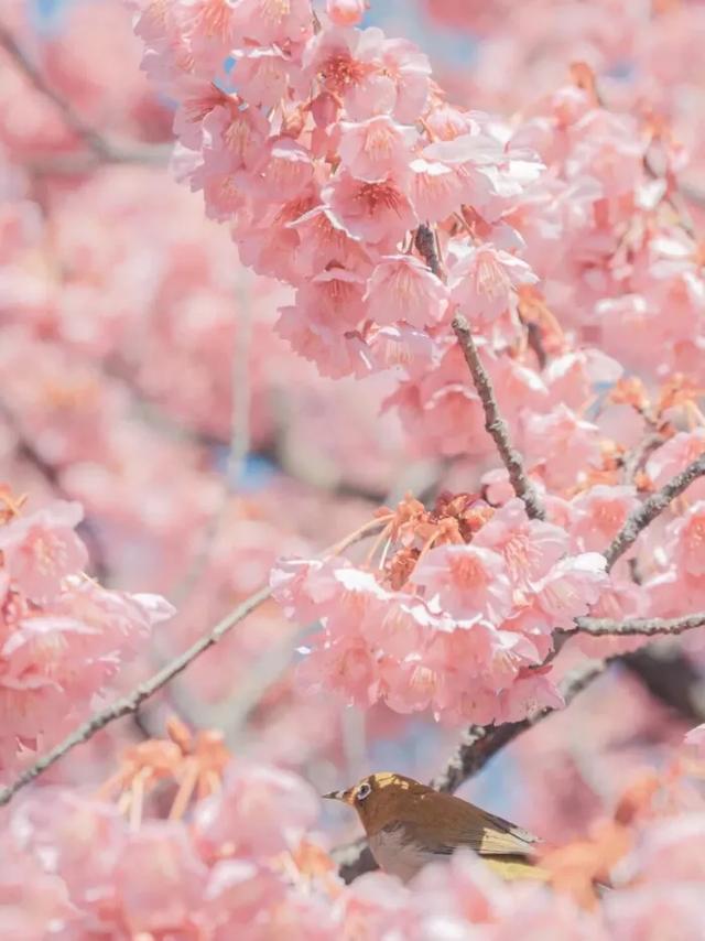 花花高清壁紙:春天的味道,花香飄逸