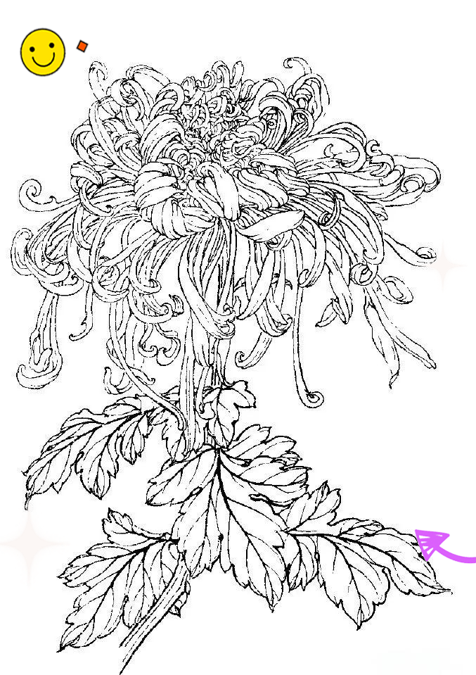 多种菊花白描图集