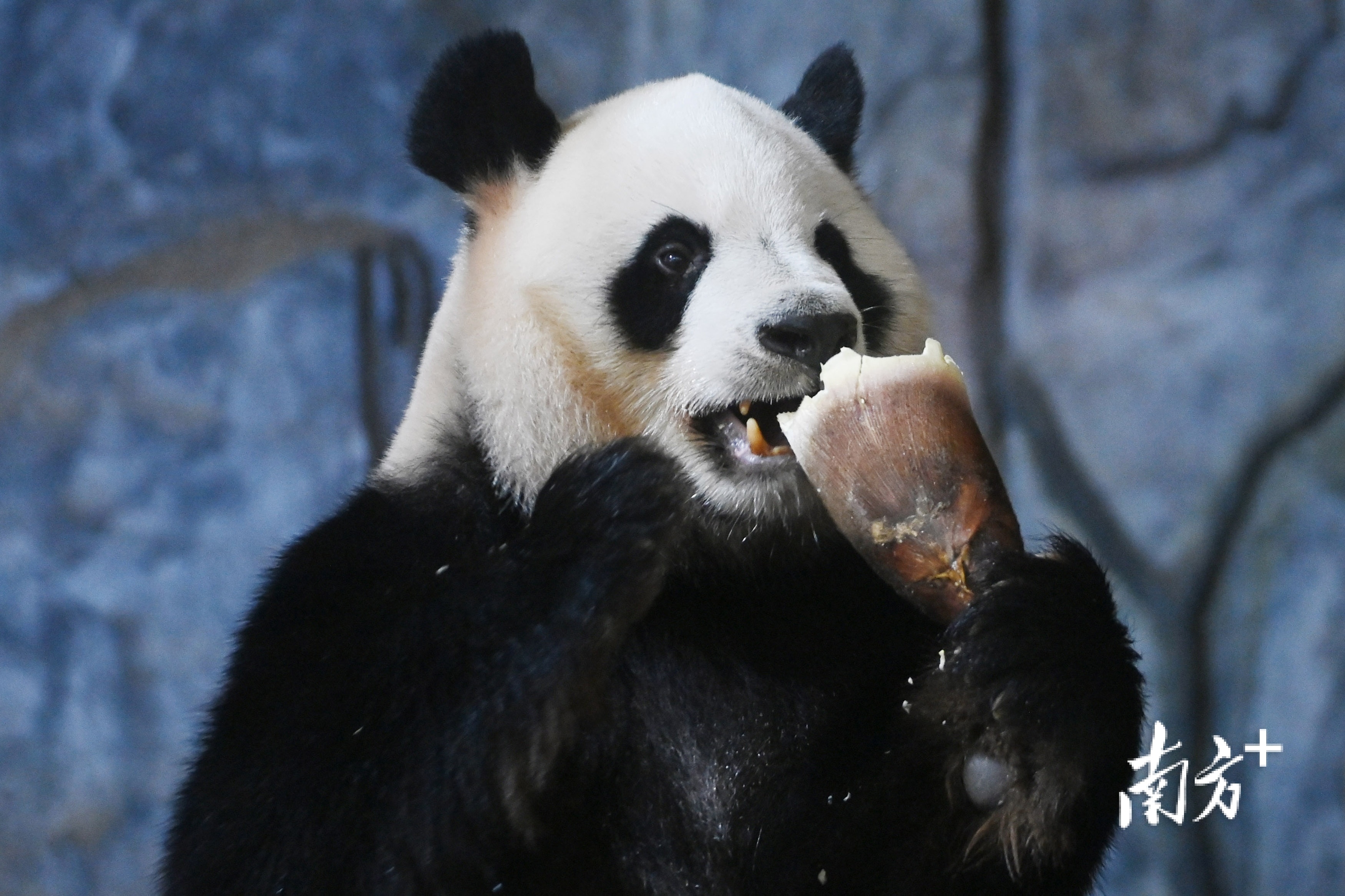 视频|看大熊猫吃"笋笋甜筒",萌到你了吗?