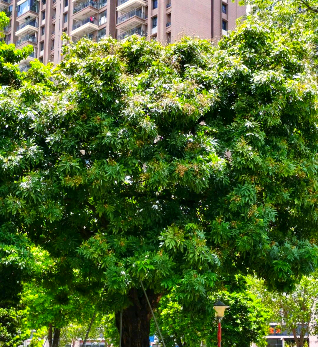 探秘本草园中的龙眼树:味美与药用的完美结合