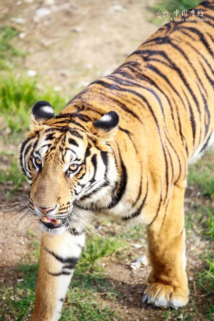 a date with china  south china tiger breeding witnesses