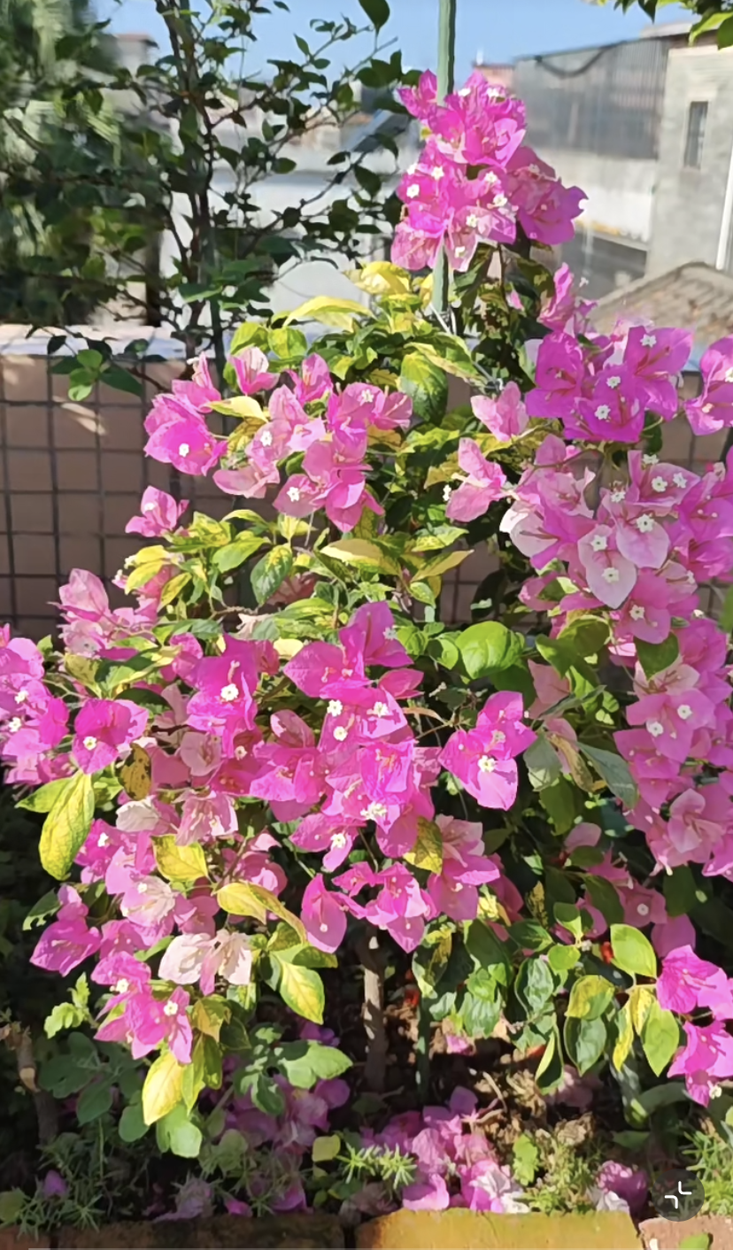 阳台养三角梅,就选"斑红樱",颜值高,花期长,养护也不难