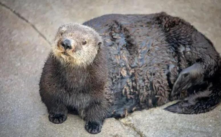 海獭:会使用工具的海兽,聪明的它们需要我们共同的保护
