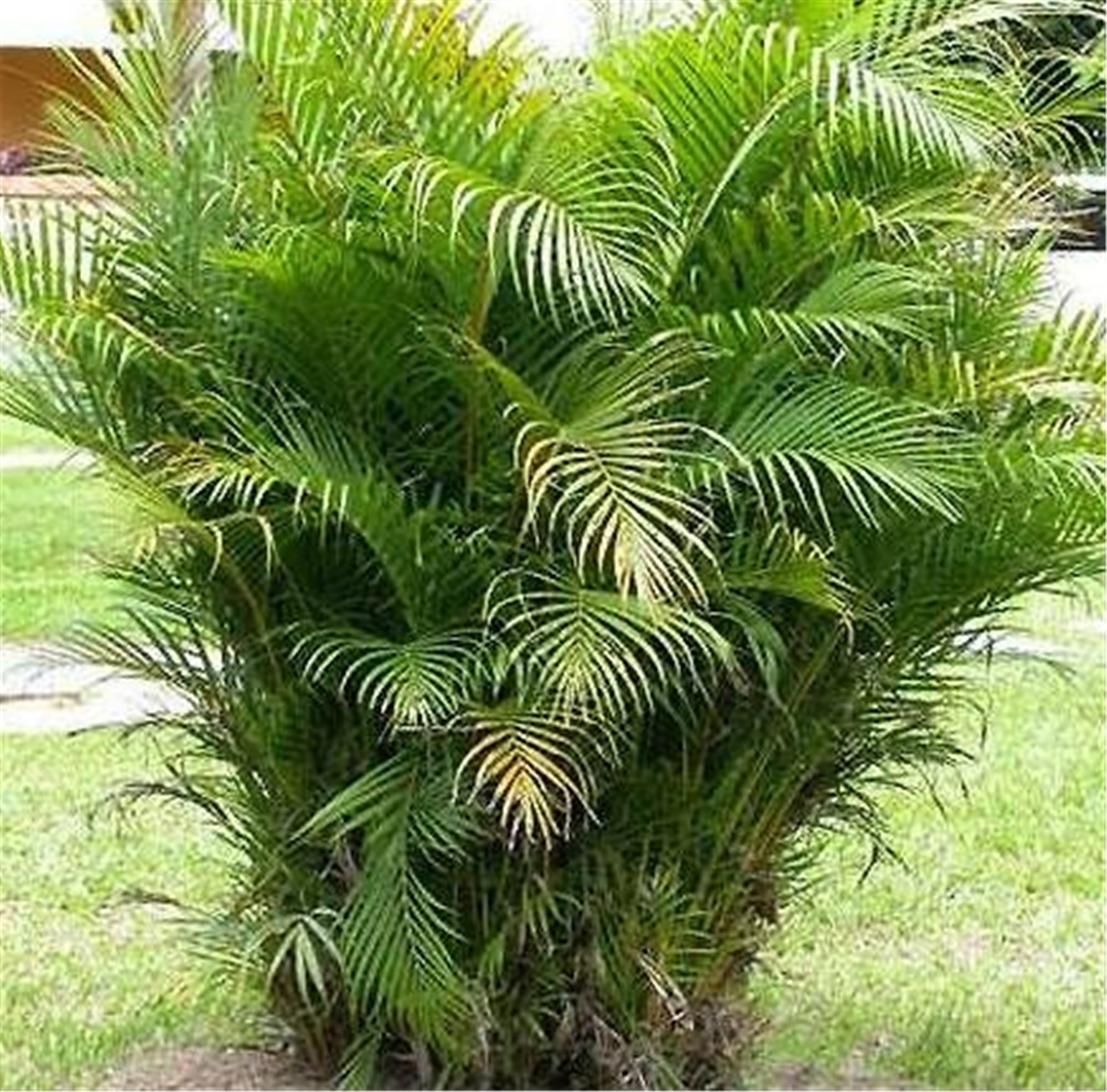 大型盆栽花木 - 2020年最新商品信息聚合专区 - 百度爱采购