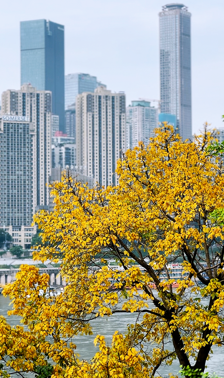 图集|重庆4月天 既有开往春天的列车 也有满城缤纷的金黄