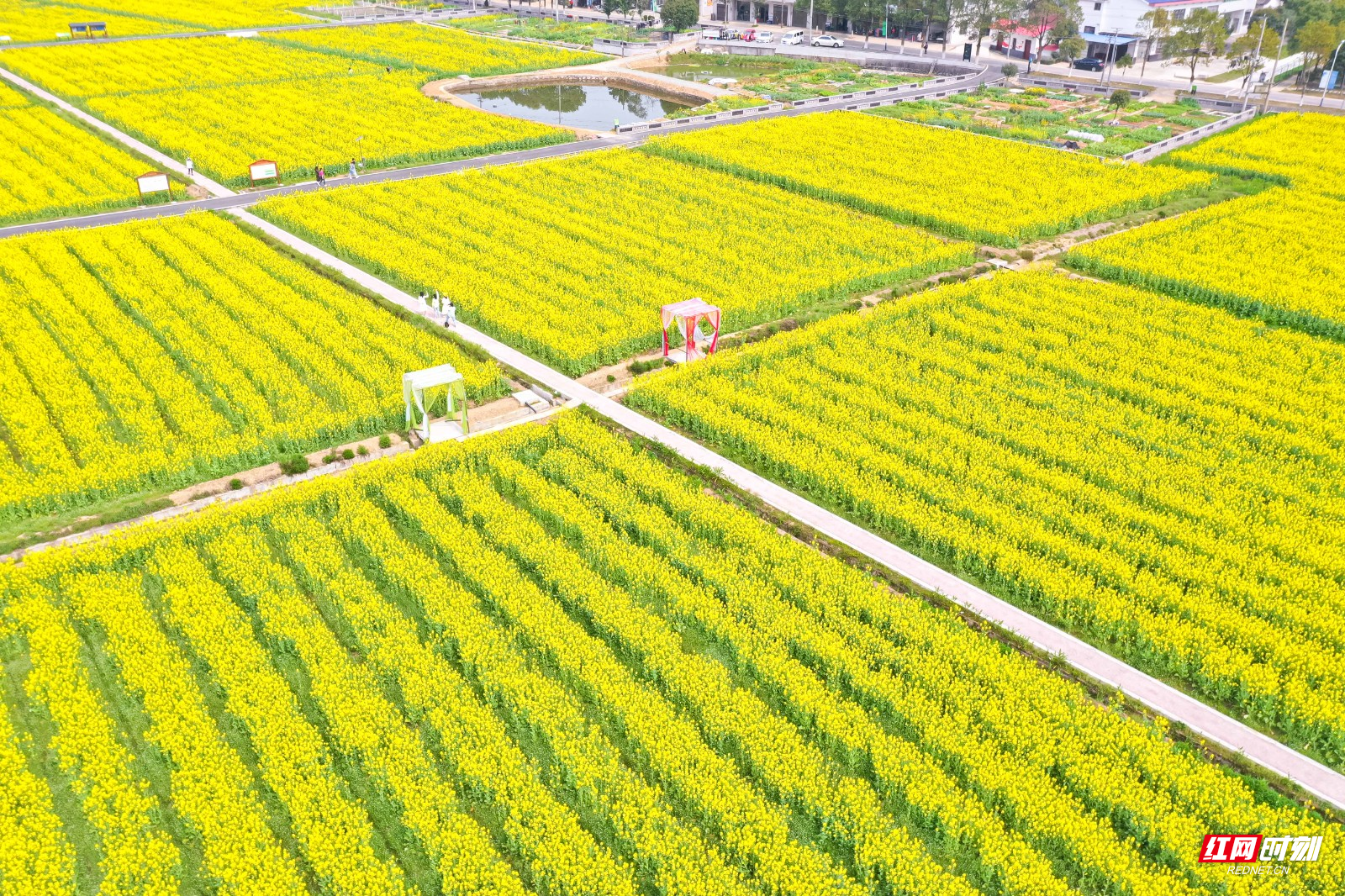 长沙县路口镇:彩色油菜花,锦绣油彩画