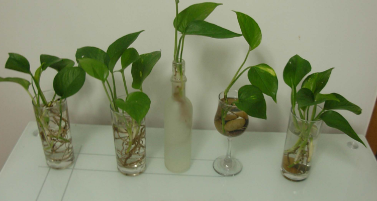 水培植物自制肥