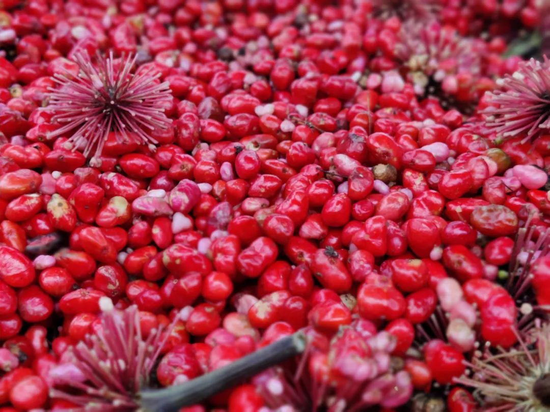 文山三七红籽打破4年低价