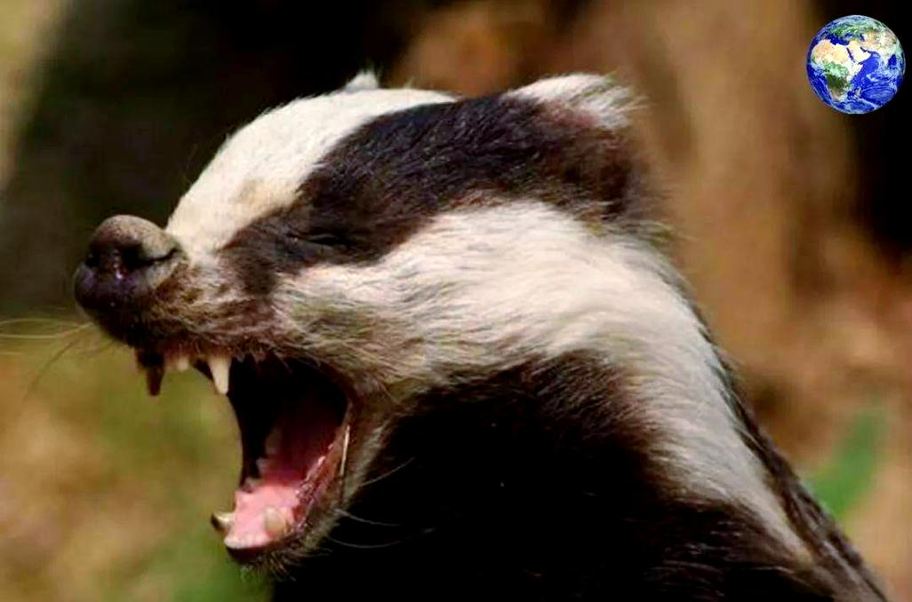 狗獾首次被红外相机捕拍,引发广泛关注和热议