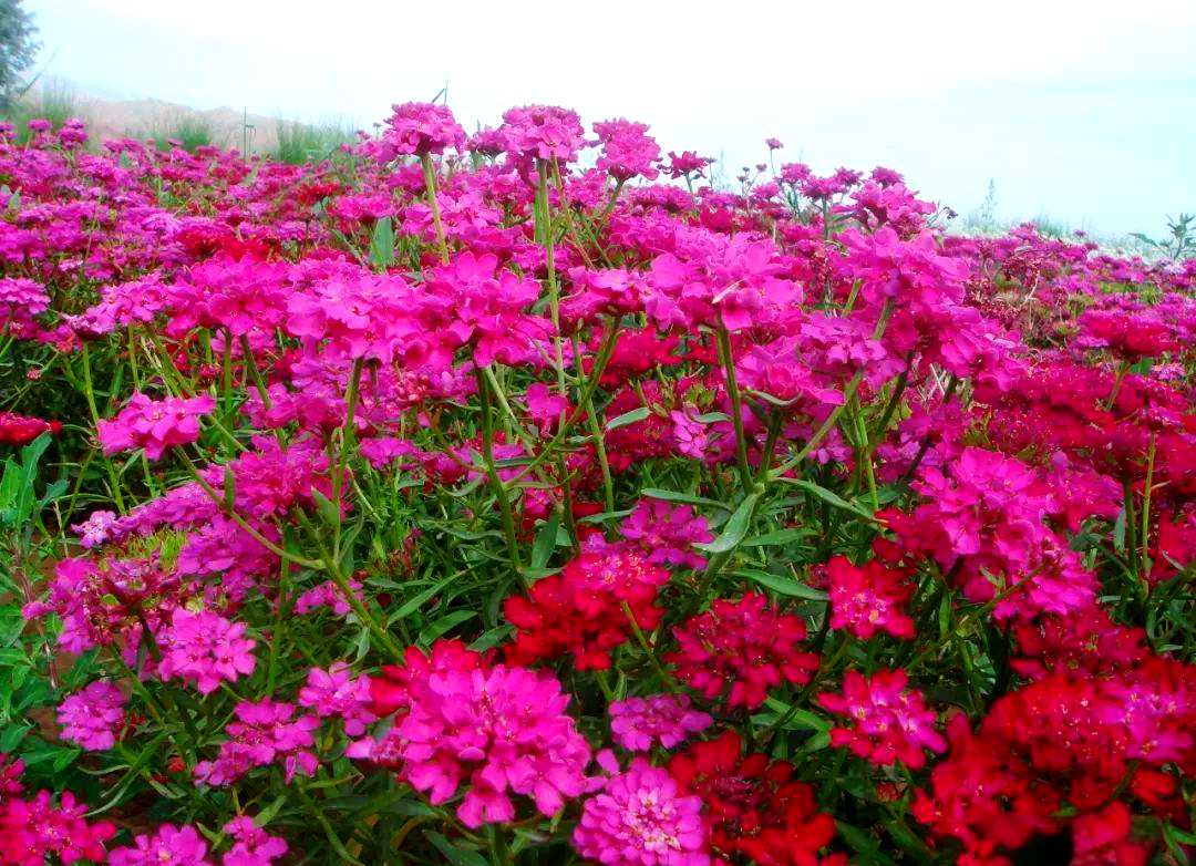 蜂室花种植全攻略:从播种到养护的实用技巧