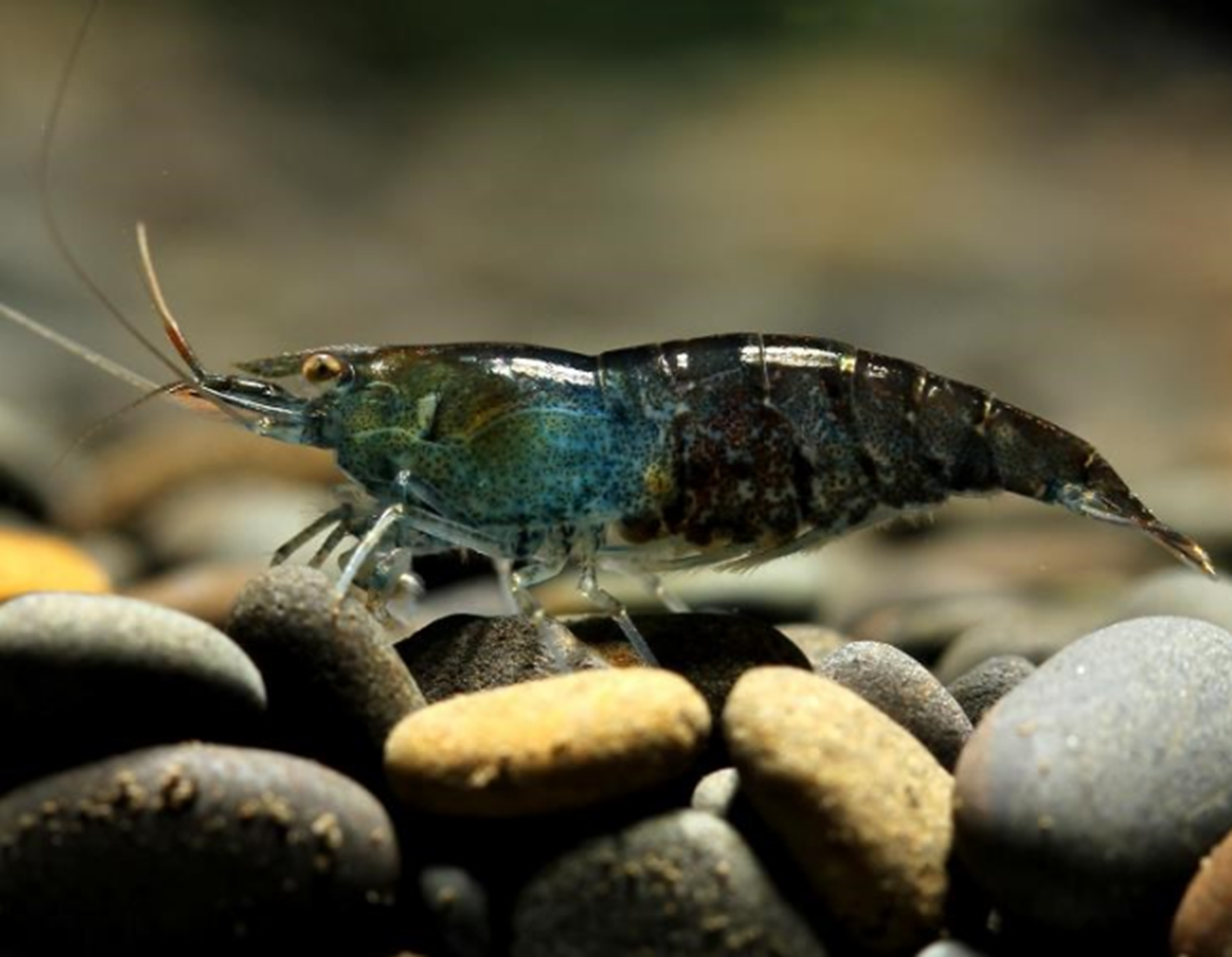 黑壳虾跳缸是什么原因?黑壳虾可以和鱼混养吗?