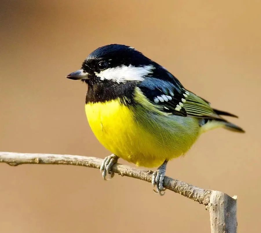 石景山市民遇到受伤小鸟不知所措这份鸟类救助指南快收好