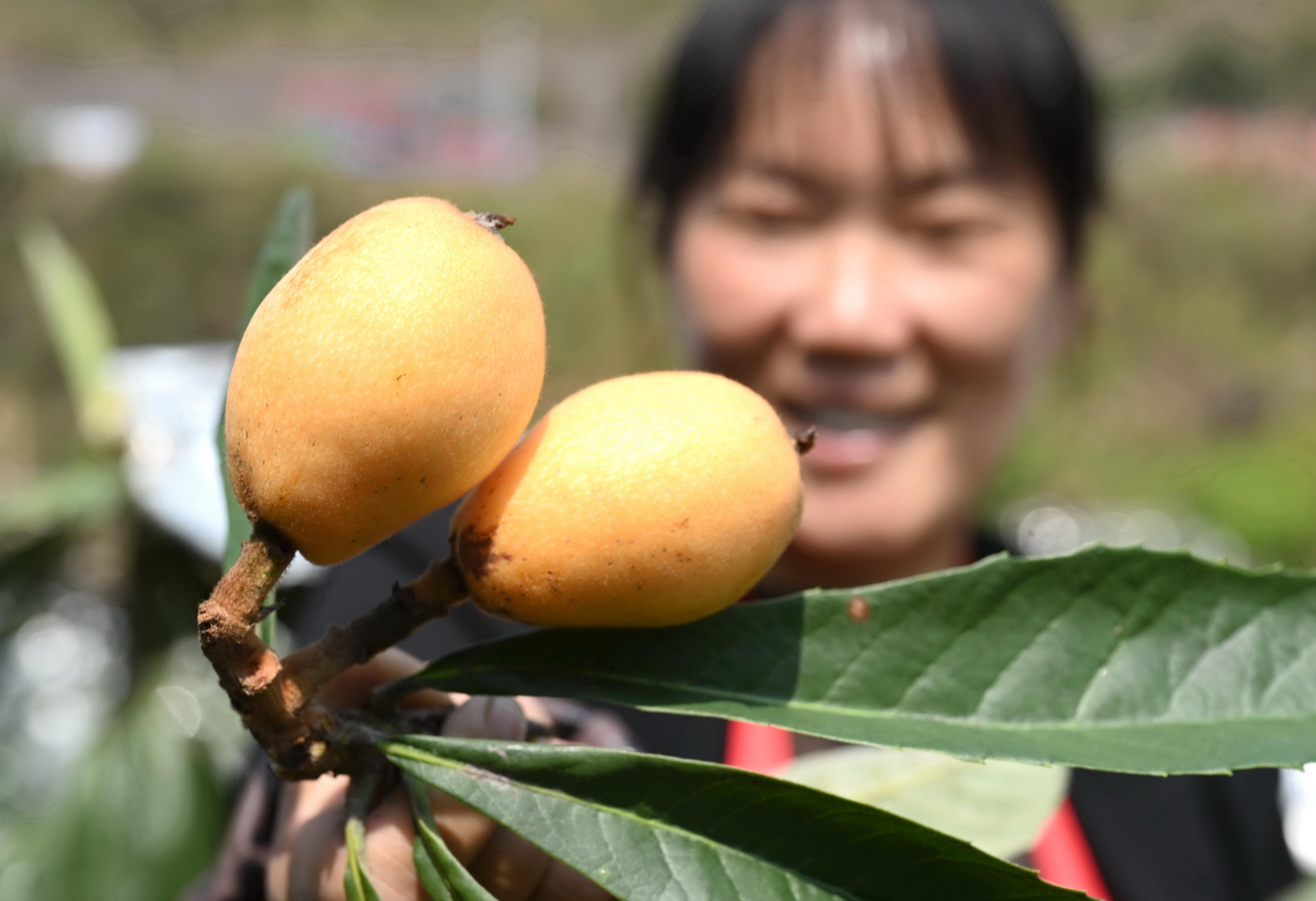 "枇杷姐姐"吴素华:把家乡枇杷产业做大做强