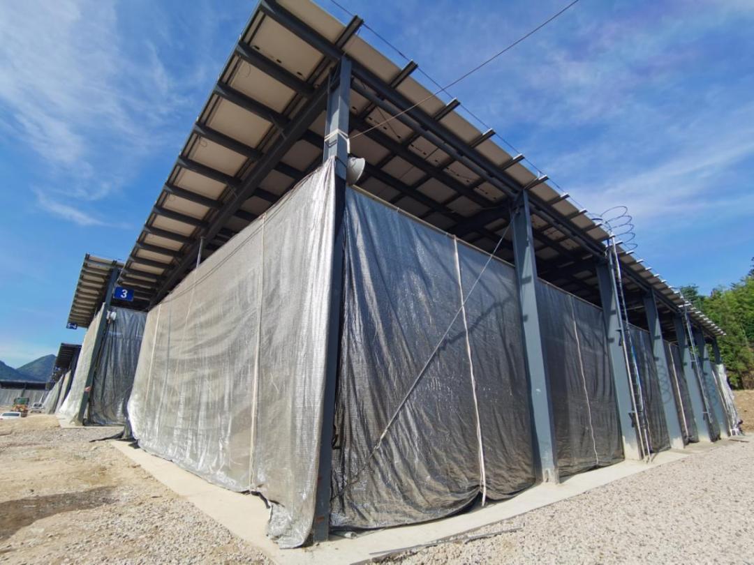 今年首批入驻光伏菇棚的菌棒顺利走菌