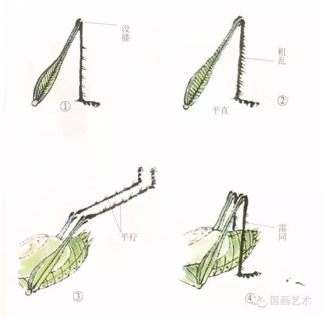 蝈蝈的结构图图片