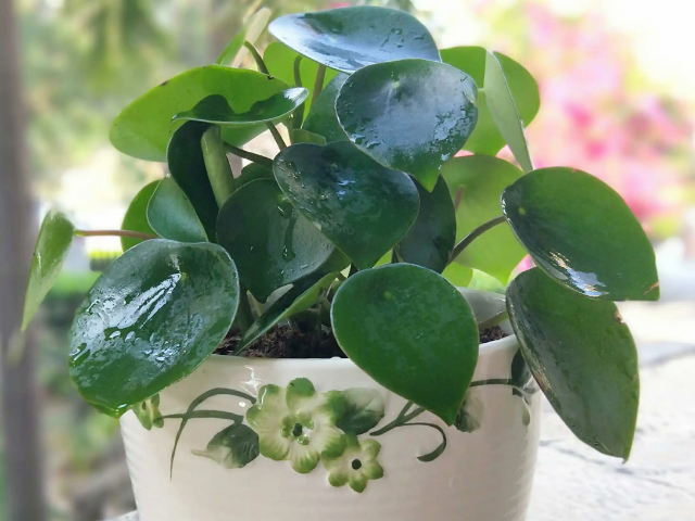 荷叶碧玉的养殖方法和注意事项