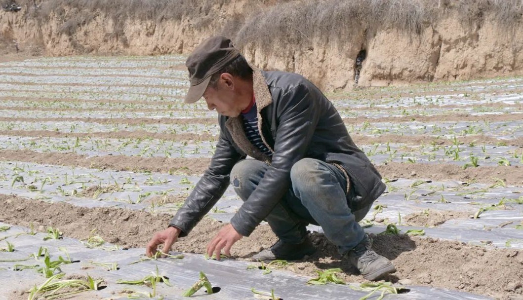 复垦撂荒地 打造"致富田 黑水县石碉楼乡展现热闹春耕新画卷