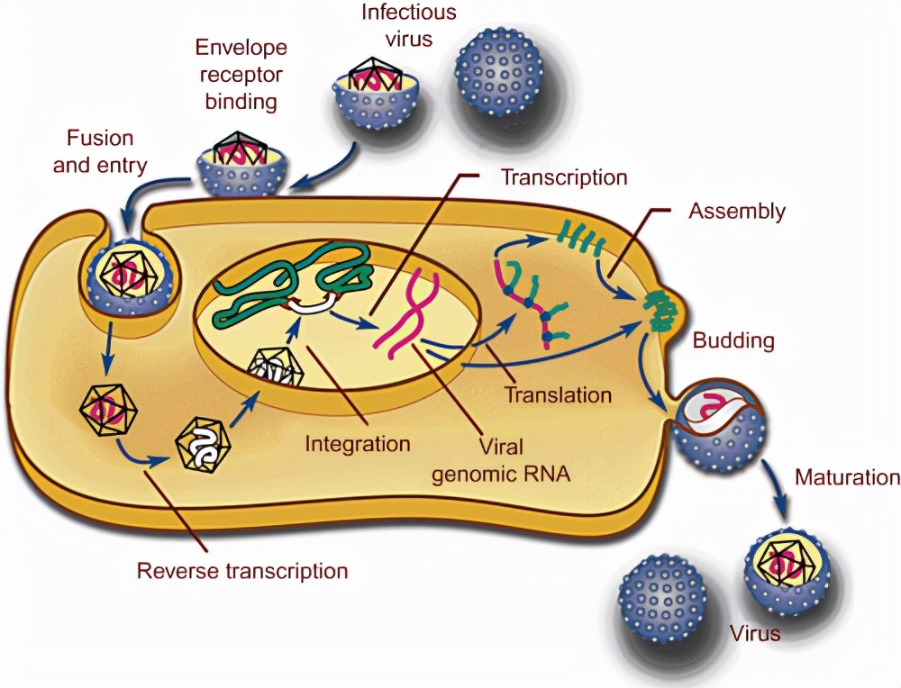 hiv逆转录过程图解图片