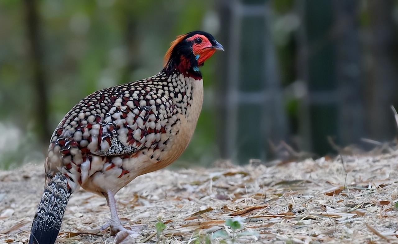 广东河源发现"寿鸡",身子粗笨,行踪却很隐蔽,遇危险会干傻事