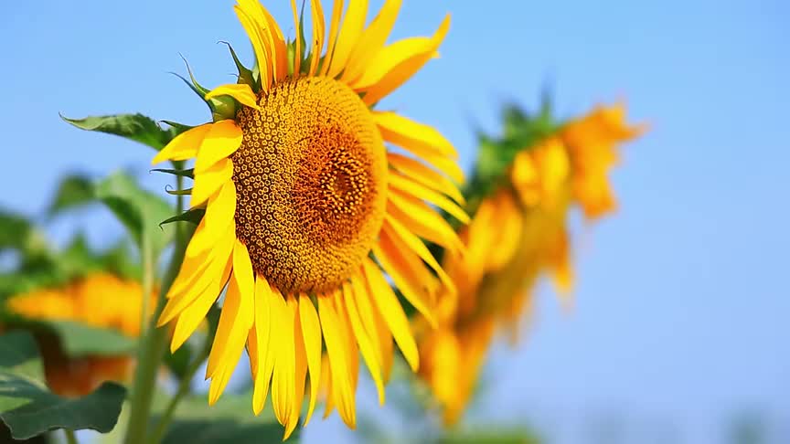 泰安市东平县:湖畔葵海 盛夏的金色梦