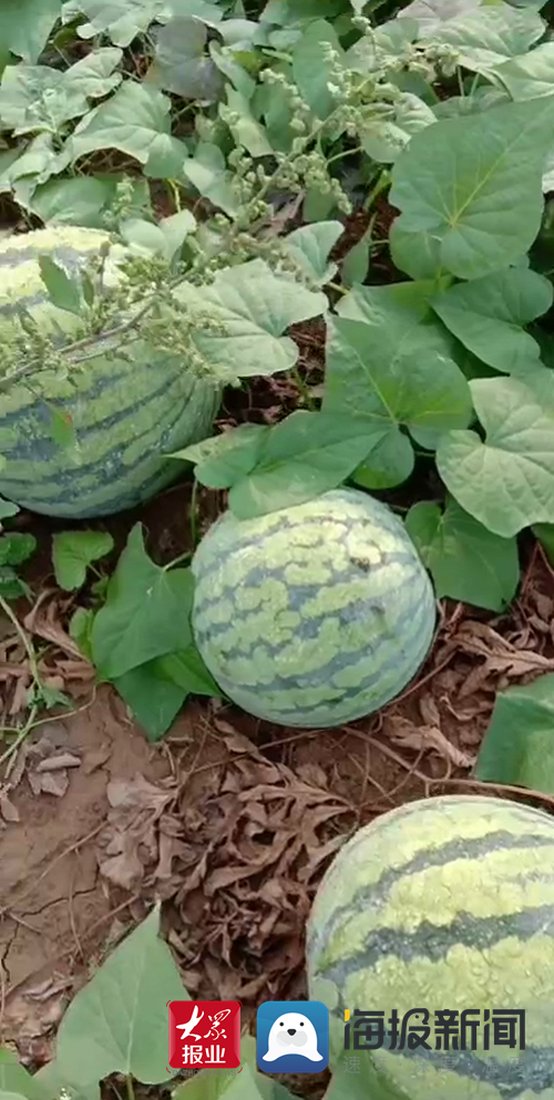 东明西瓜1元1个 实现"西瓜自由"的机会来了!