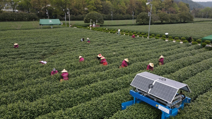 龙井茶园用上智能机器人 采茶女不服:有人工采的标准吗?