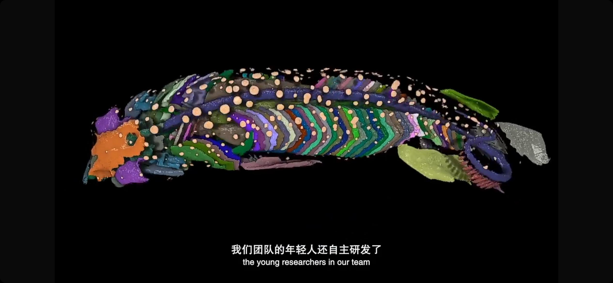 人類的祖先是魚類?5條魚揭秘