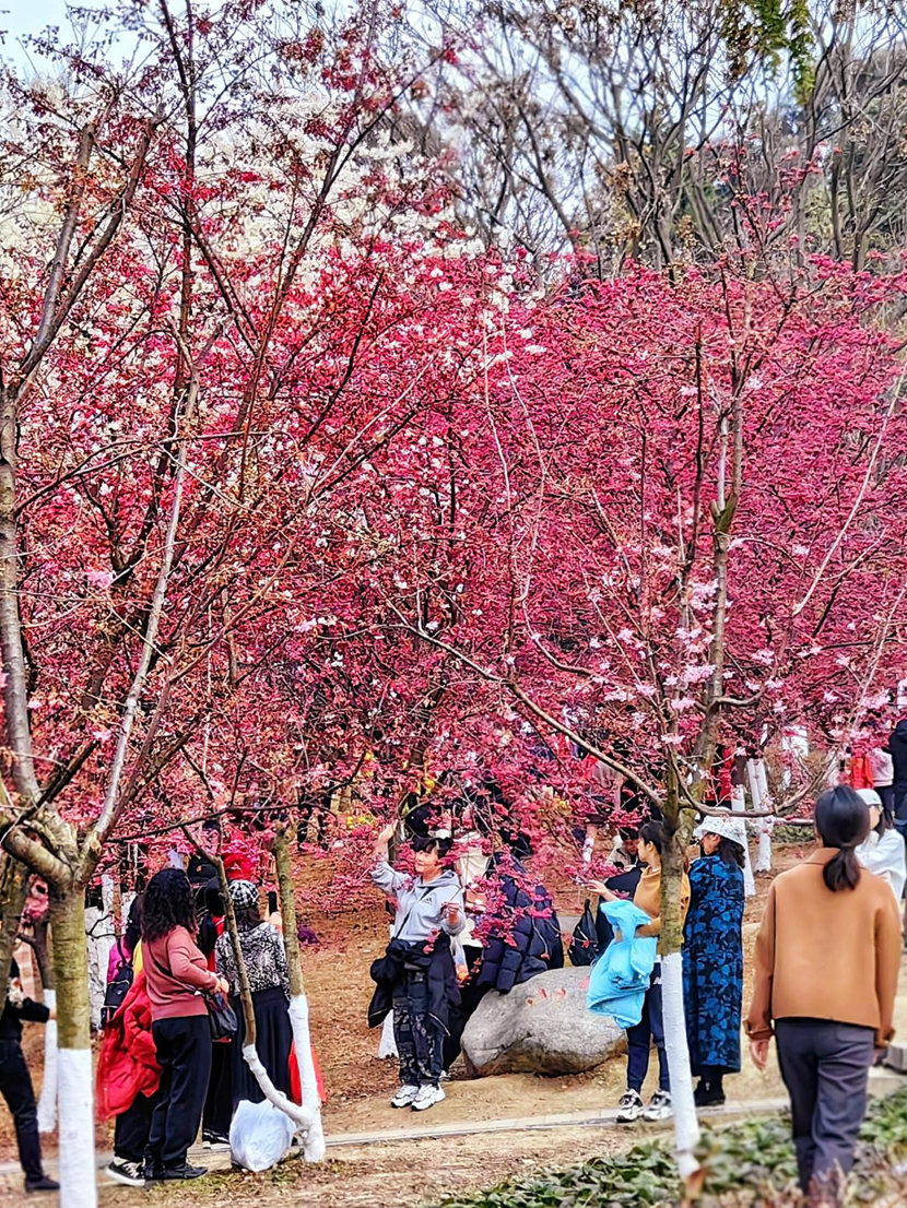 成都赏樱花图片