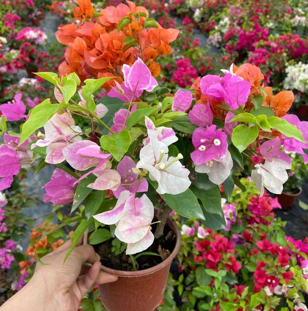 最经典的三角梅品种,开花多姿又鲜艳,养在家里面,每天都有花赏