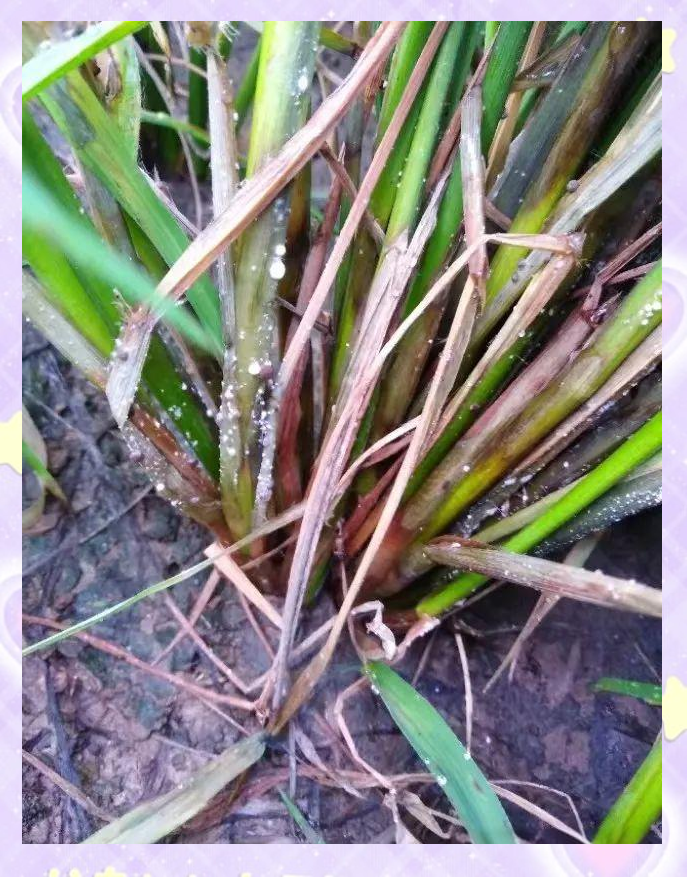 水稻纹枯病全面解析:症状,病原与防治方法