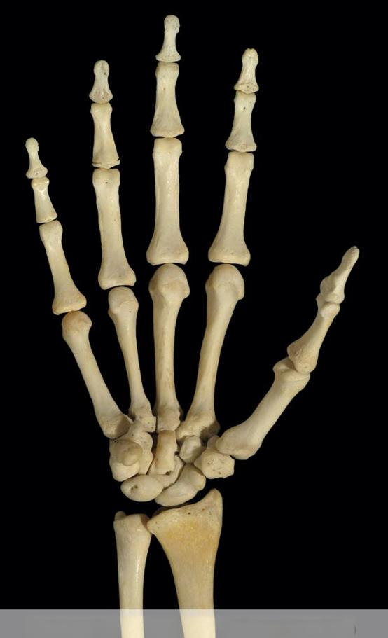 腕骨解剖图谱及运动生理指南