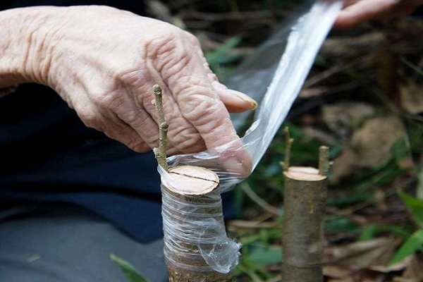 柿子树的嫁接方法
