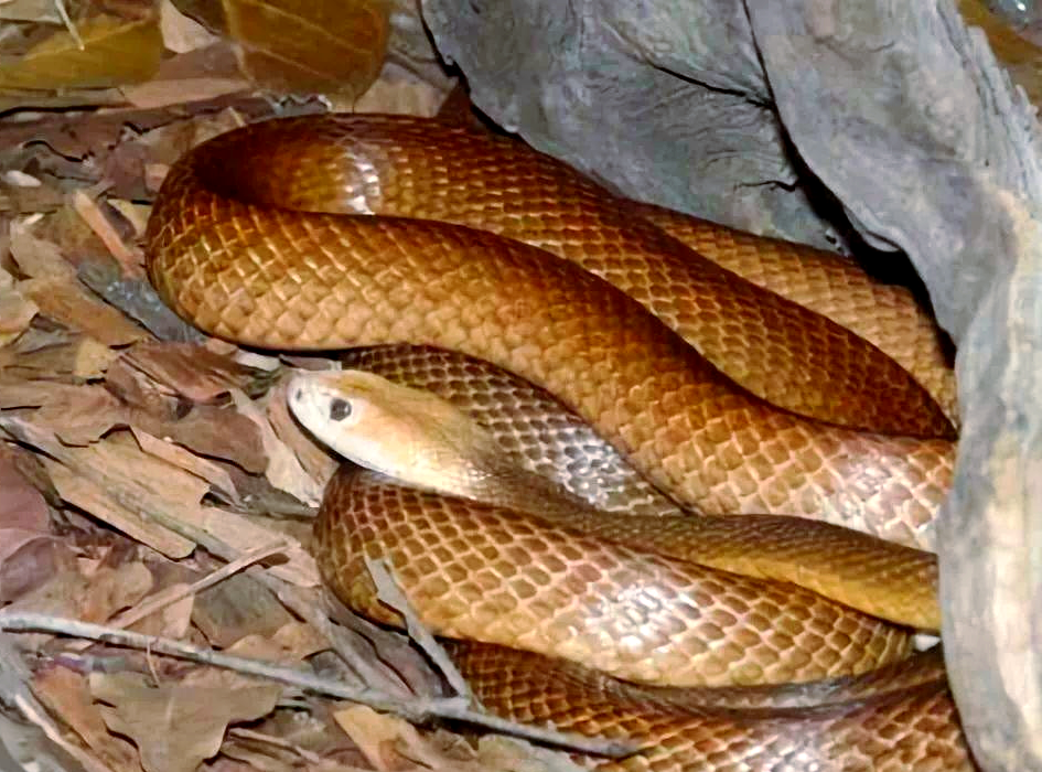 多种凶猛太攀蛇,因其毒液的致命性而闻名