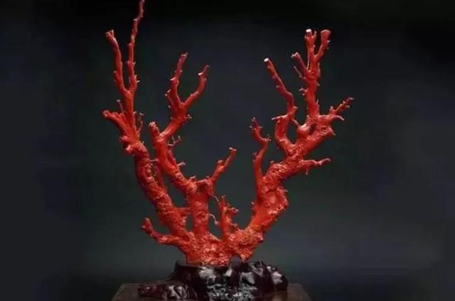 海柳为啥冠冕堂皇的叫珊瑚海柳?