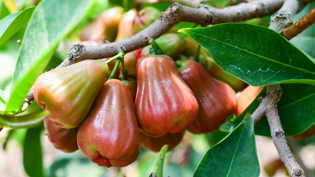 9月20日起,暂停台湾地区番荔枝和莲雾输入大陆