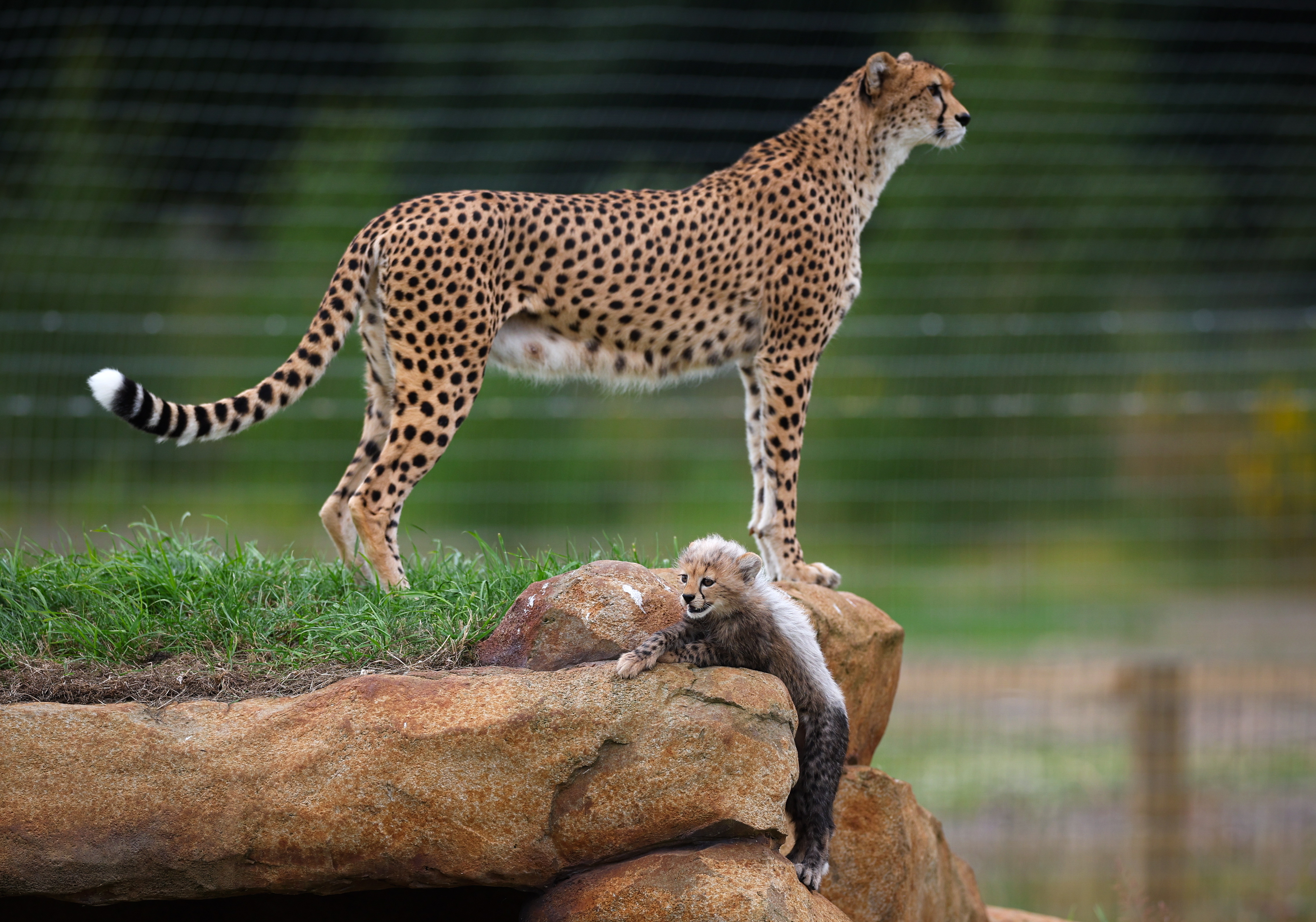 英国:约克郡野生动物园的猎豹