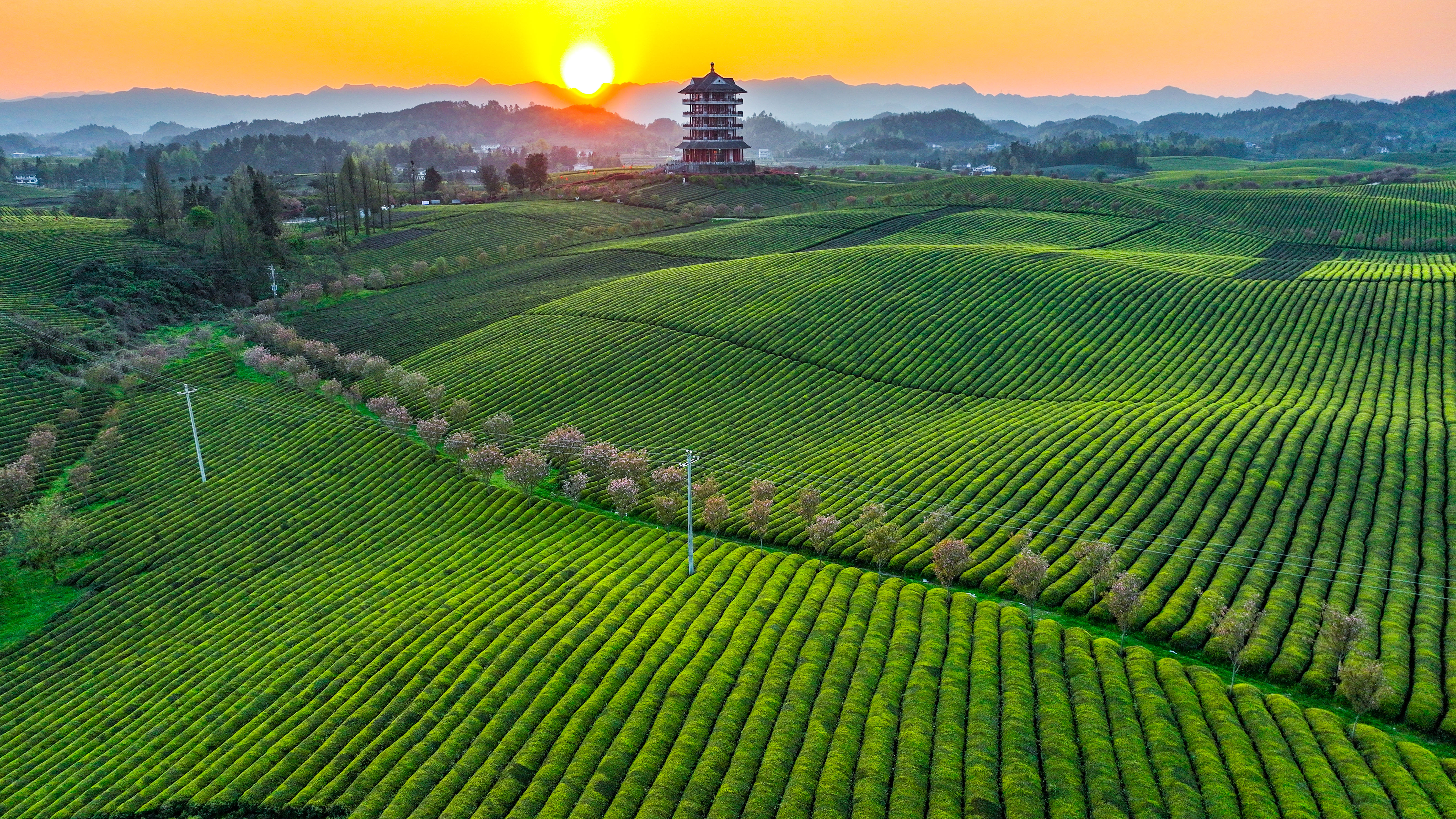 田坝茶海景区图片