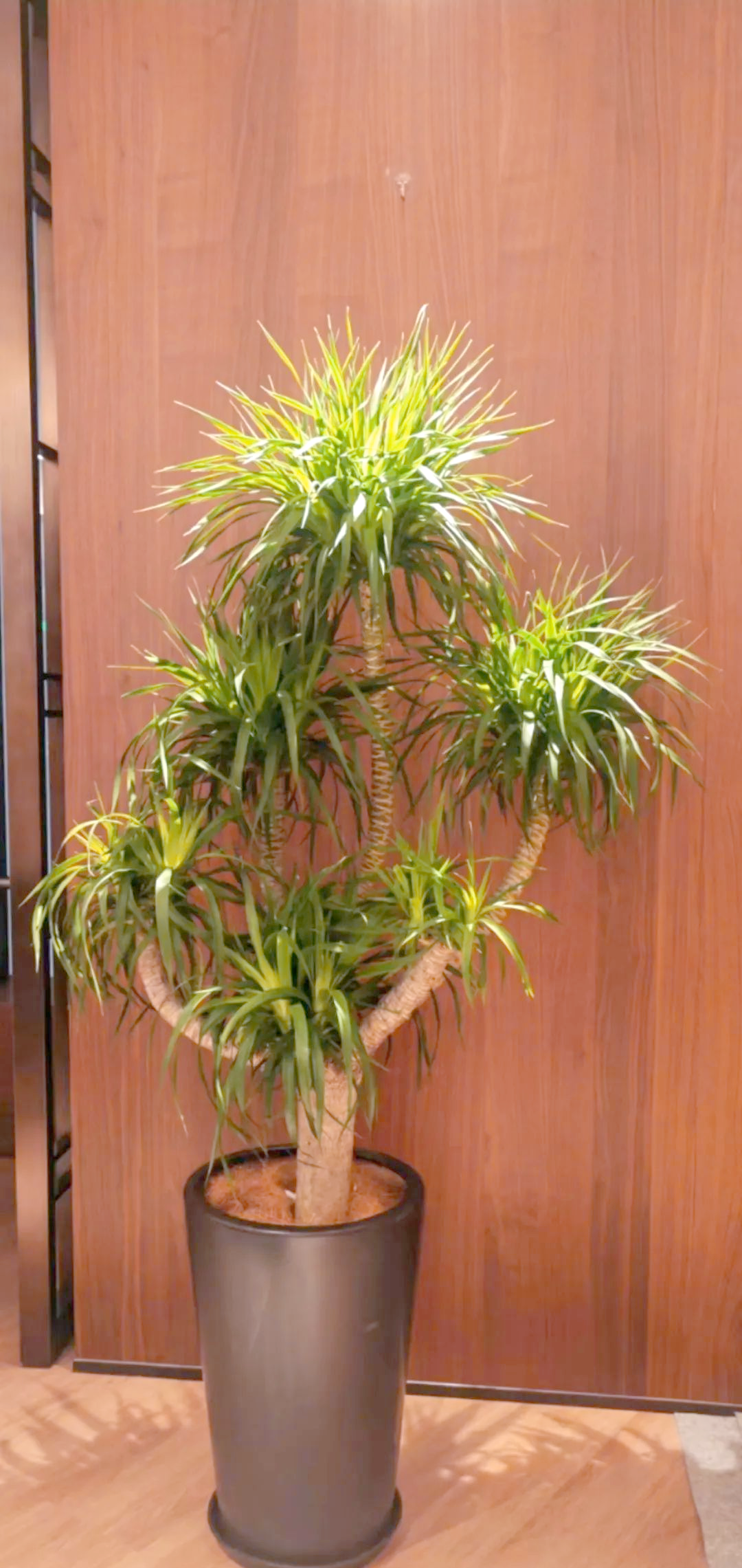 领导办公室摆放植物的风水禁忌与注意事项