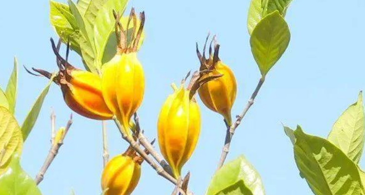 黄枝是黄栀子吗