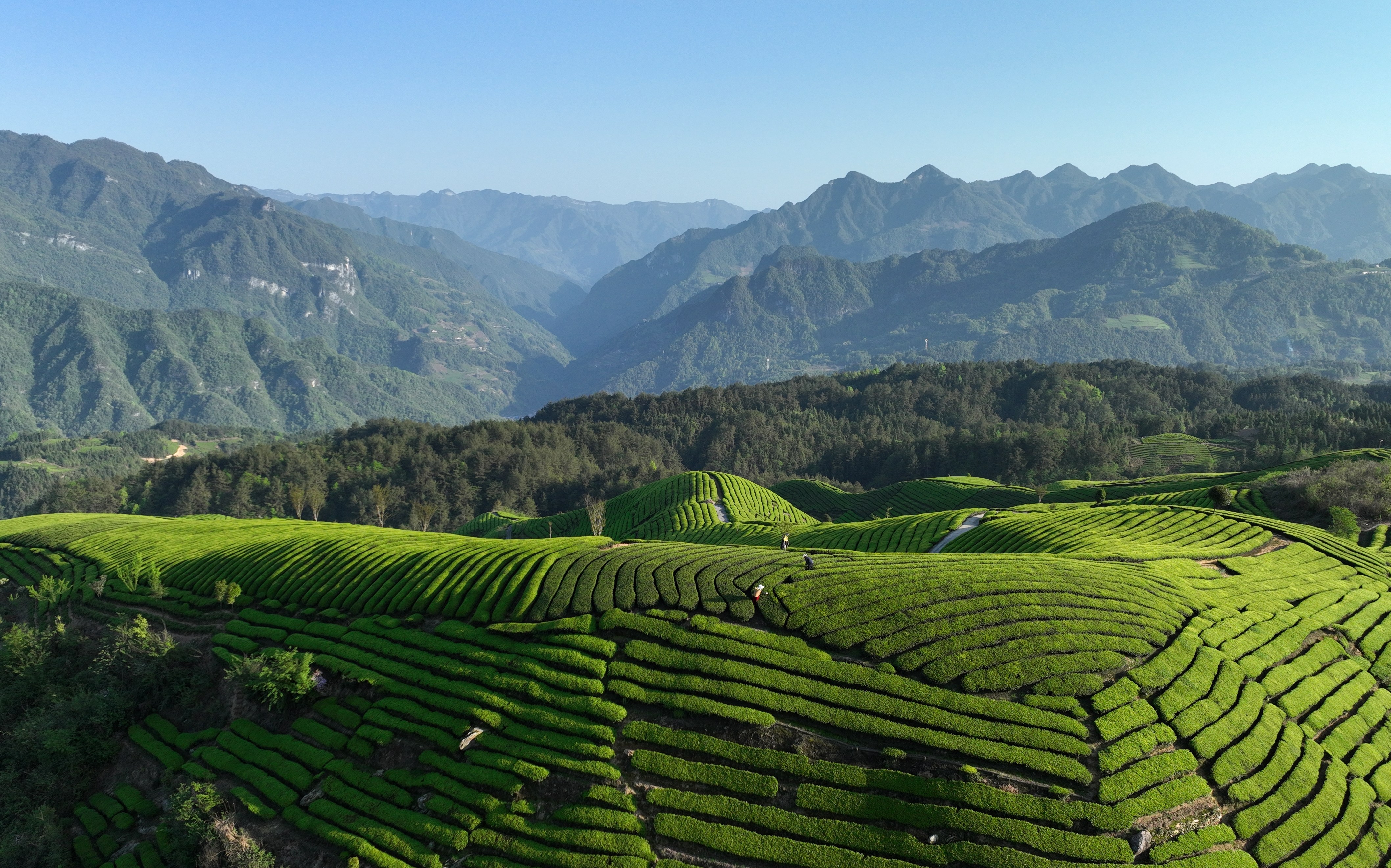 茶山图片美图高清图片图片