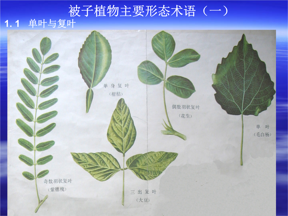 单叶植物图片及名称图片