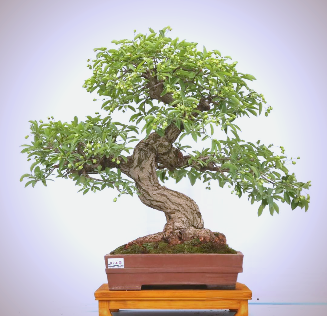 卫矛盆景的色彩与象征:海内外爱好者为何钟爱